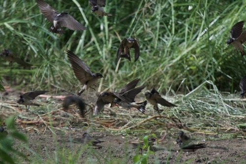 Preuss's Cliff Swallow (Petrochelidon preussi), photo 2