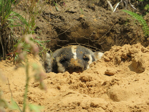 American Badger photographed in Wisconsin