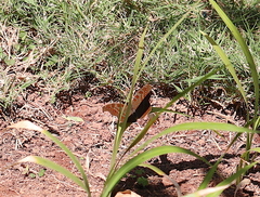 Junonia goudotii