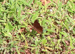 Junonia goudotii