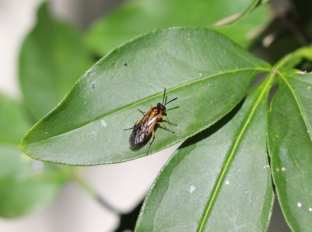 Athalia malagassa