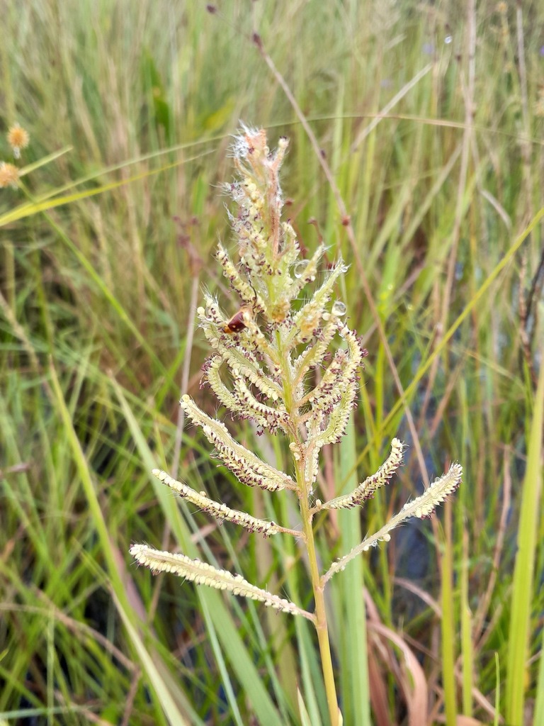 Paspalum densum