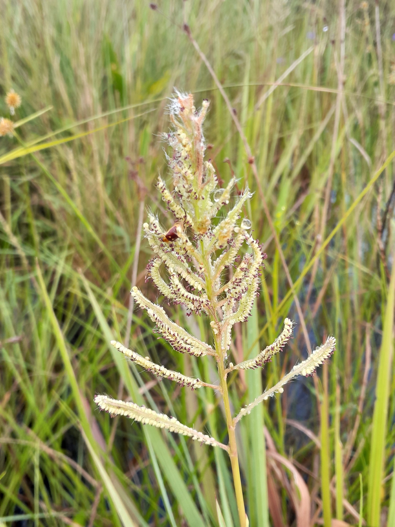 Paspalum densum