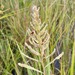 Paspalum densum - Photo (c) Julien Piolain, some rights reserved (CC BY-NC), uploaded by Julien Piolain
