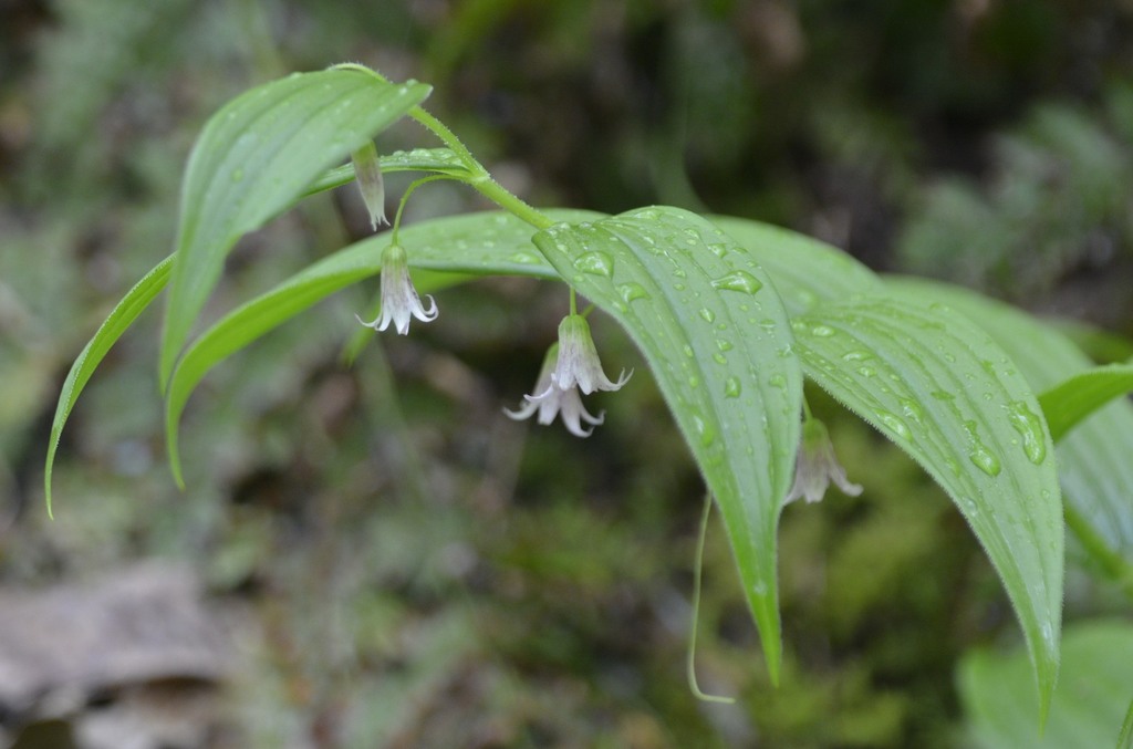 twisted-stalks