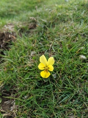 Viola lutea lutea