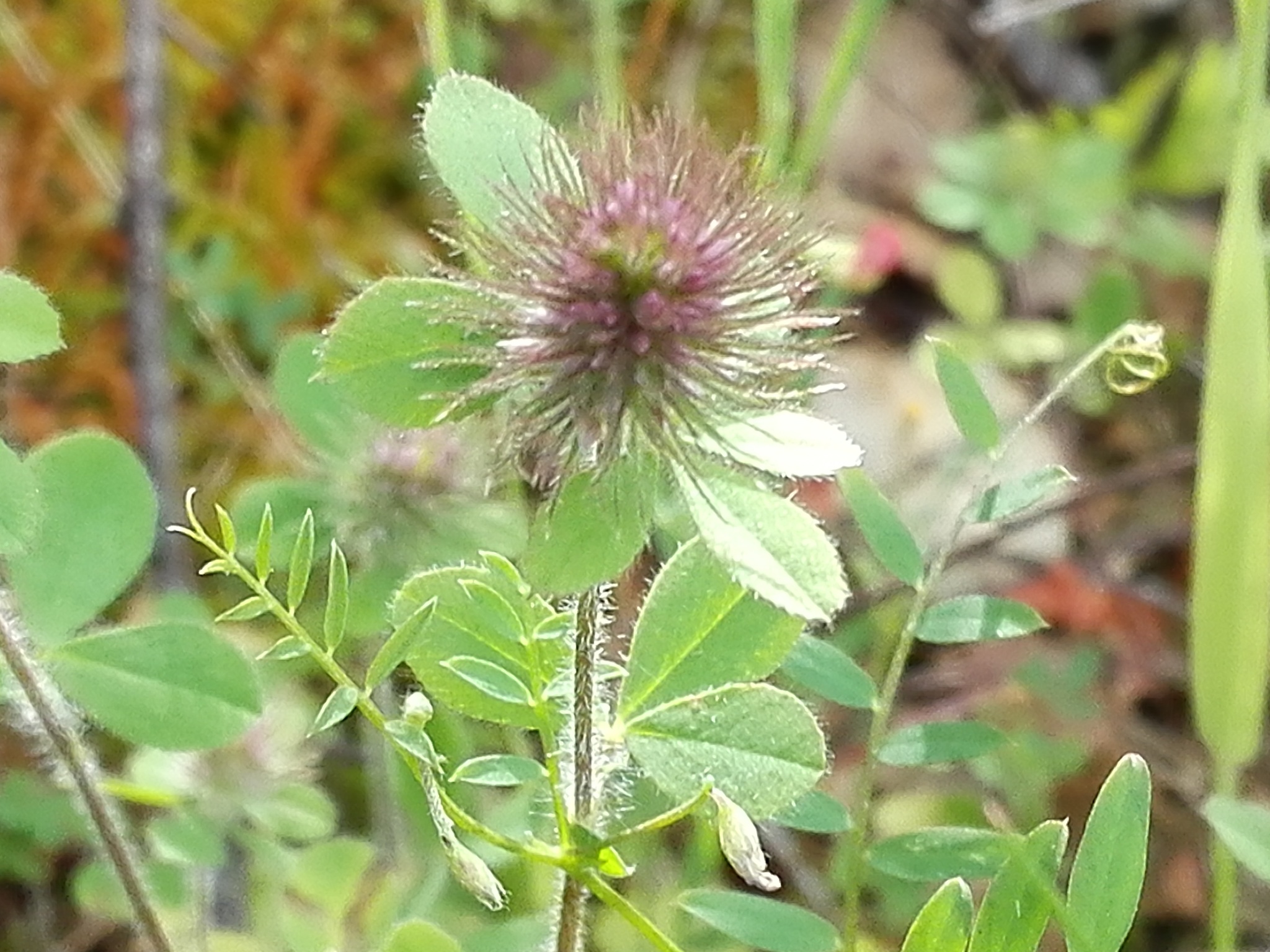 Trifolium ligusticum
