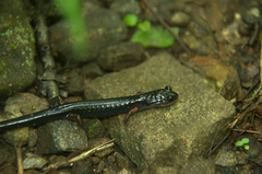 Plethodon shermani