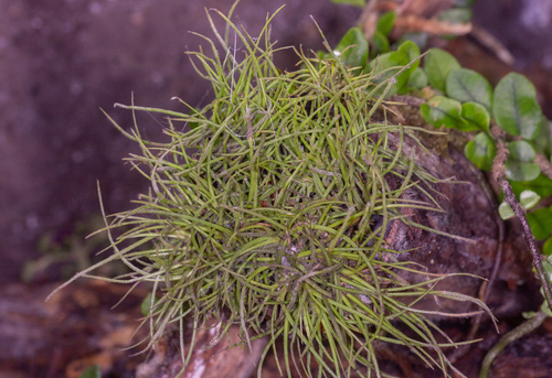 Tillandsia recurvata