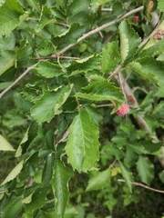 Eriosoma lanuginosum