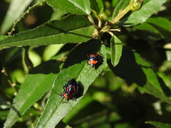 Tynacantha marginata