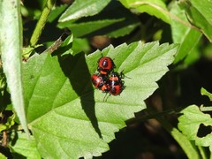 Tynacantha marginata