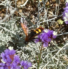 Megascolia maculata maculata