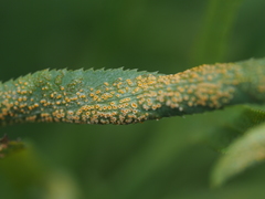 Puccinia sii-falcariae
