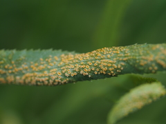 Puccinia sii-falcariae
