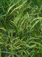 Puccinia sii-falcariae