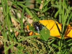 Copestylum spinigerum