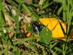 Copestylum spinigerum