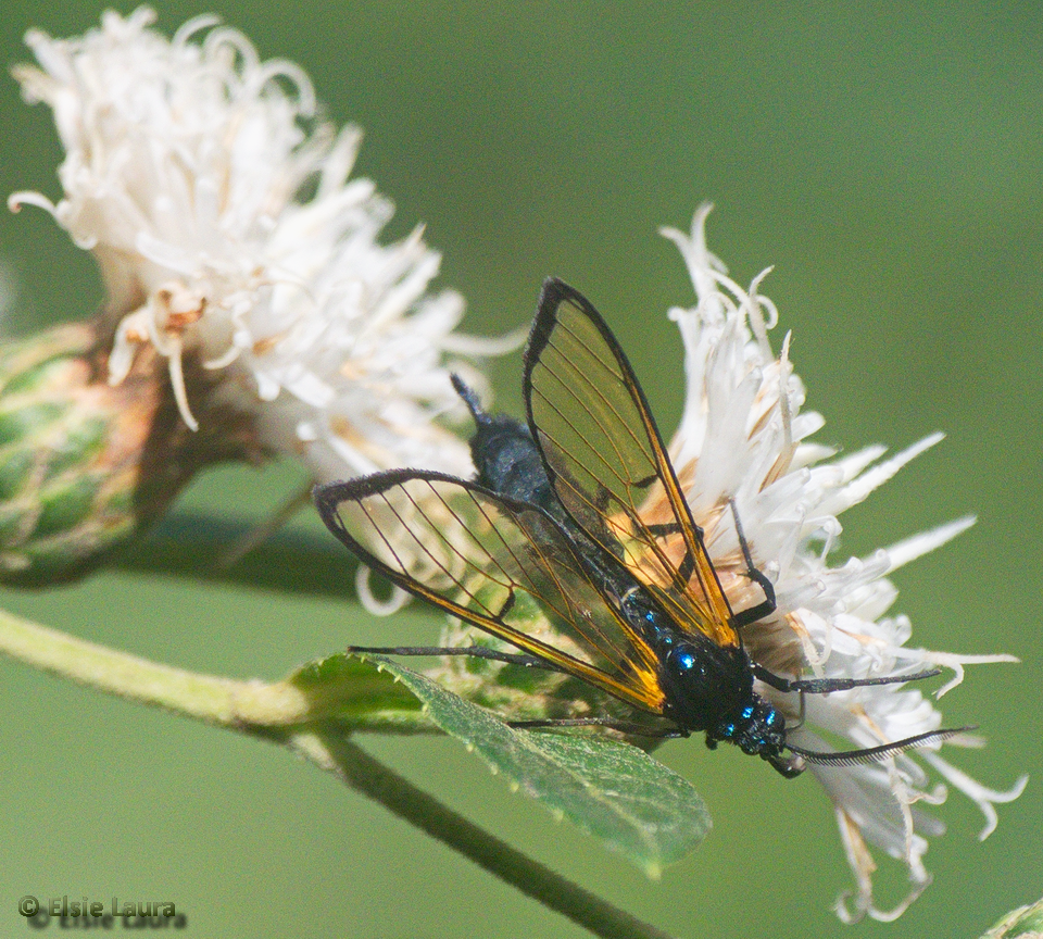 Trichura esmeralda