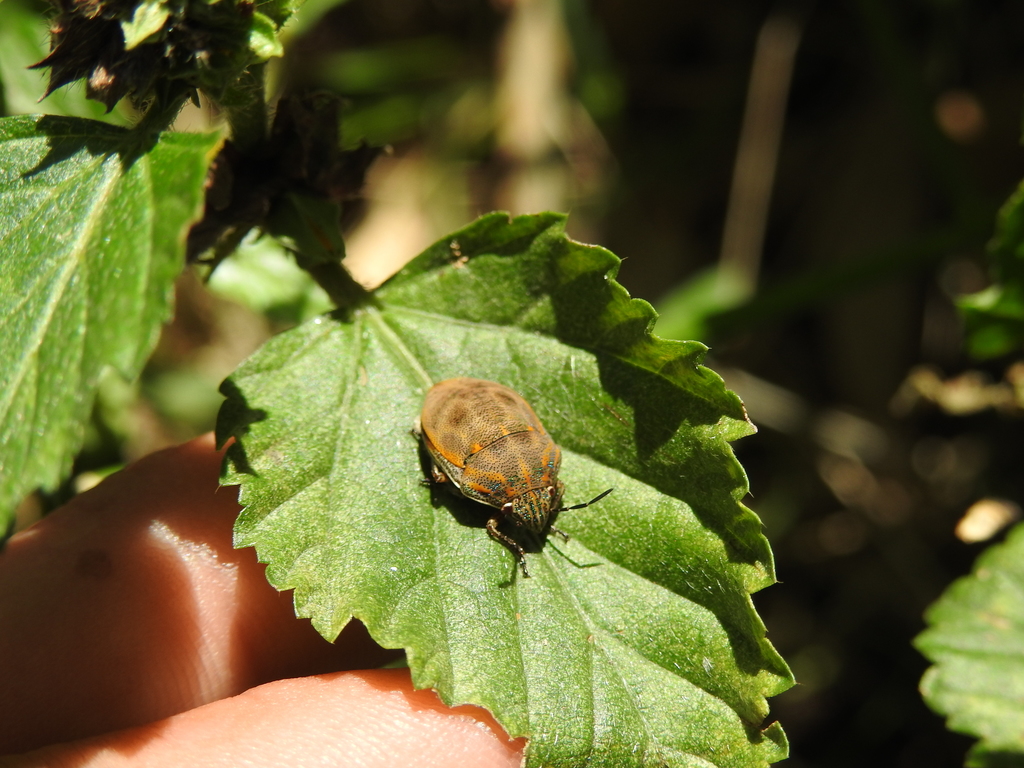 Orsilochides leucoptera