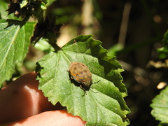 Orsilochides leucoptera