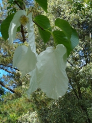 Davidia involucrata