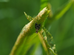 Trypetoptera punctulata