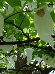 Davidia involucrata