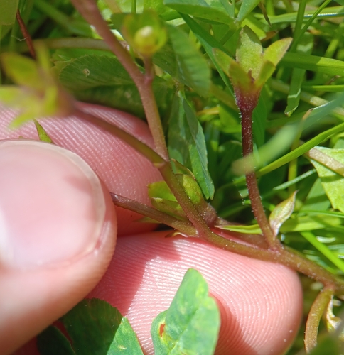 Image of Mazus miquelii by (c) Tyler Ekholm, some rights reserved (CC BY)