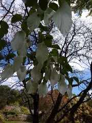 Davidia involucrata