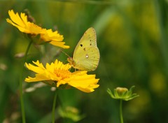 Colias poliographus