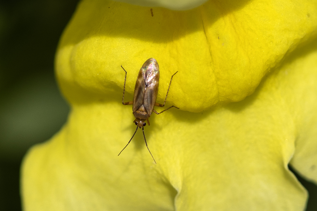 Plagiognathus salviae