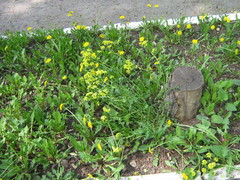 Barbarea vulgaris