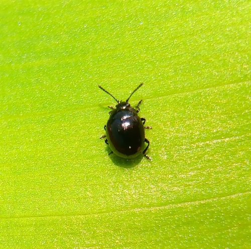 Watercress Leaf Beetle
