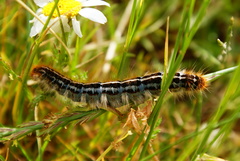 Malacosoma franconicum