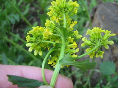Barbarea vulgaris