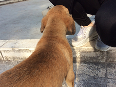 Canis familiaris