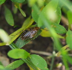 Ectobius vittiventris