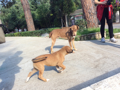 Canis familiaris