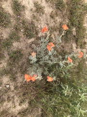 Sphaeralcea grossulariifolia