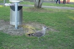 Larus dominicanus dominicanus
