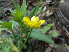 Ranunculus hispidus nitidus