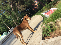 Canis familiaris