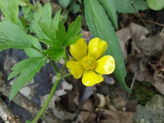 Ranunculus hispidus nitidus