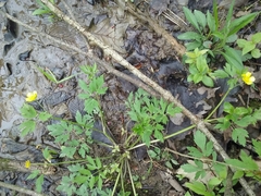 Ranunculus hispidus nitidus