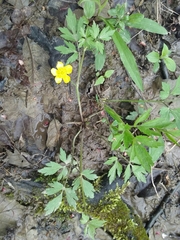 Ranunculus hispidus nitidus