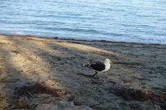 Larus dominicanus dominicanus