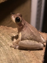 Osteopilus septentrionalis