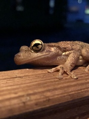 Osteopilus septentrionalis