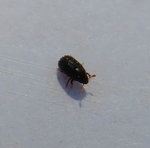 Phloeosinus dentatus
